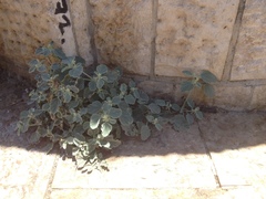 Chrozophora tinctoria