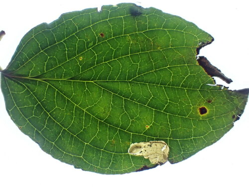 Yellow-spot Lift