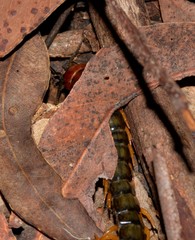 Cormocephalus westwoodi