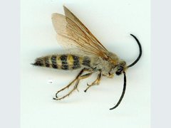 Radumeris radula