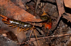 Cormocephalus westwoodi