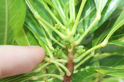 Image of common acronychia by (c) Thomas Mesaglio, some rights reserved (CC BY)