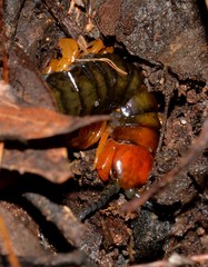 Cormocephalus westwoodi
