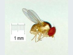 Acletoxenus