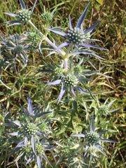Eryngium amethystinum