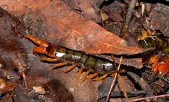Cormocephalus westwoodi