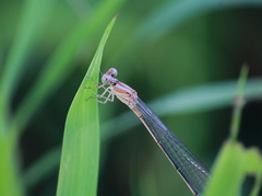 Pseudagrion pilidorsum declaratum