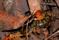 Cormocephalus westwoodi