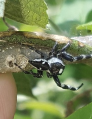 Dendryphantes zygoballoides