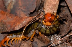 Cormocephalus westwoodi