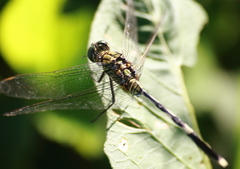 Orthetrum sabina