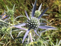 Eryngium amethystinum