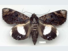 Catephia linteola