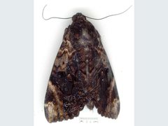 Catephia linteola