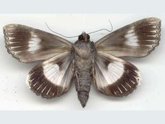 Catephia linteola