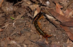 Cormocephalus westwoodi