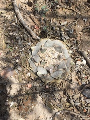 Ariocarpus retusus retusus
