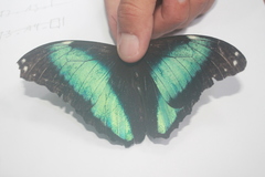 Morpho deidamia