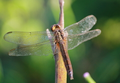 Crocothemis servilia