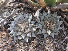 Ariocarpus retusus retusus