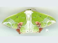 Protuliocnemis partita