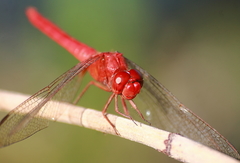 Crocothemis servilia