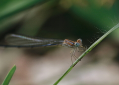 Pseudagrion pilidorsum declaratum