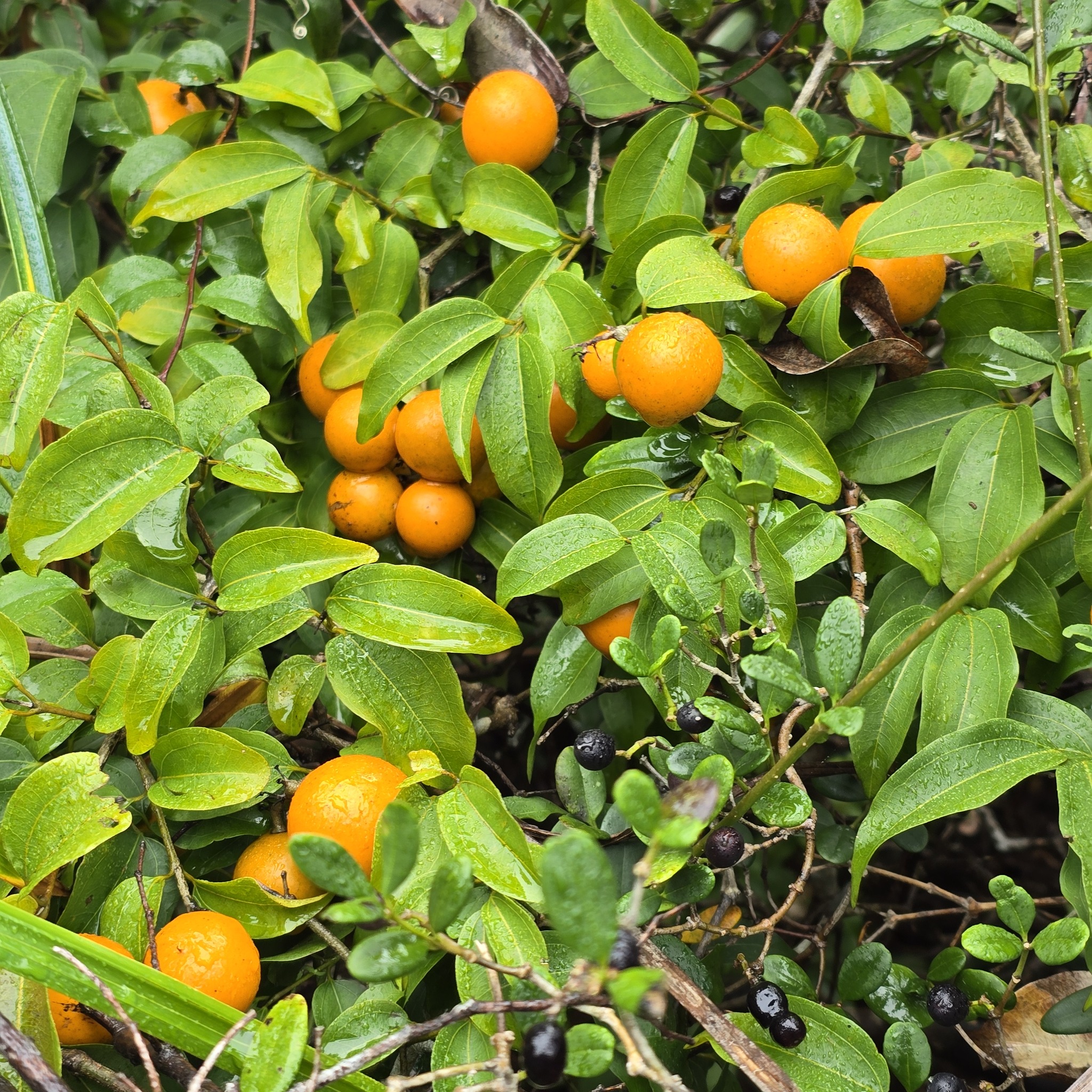 Imagem de Laranja Kinkan