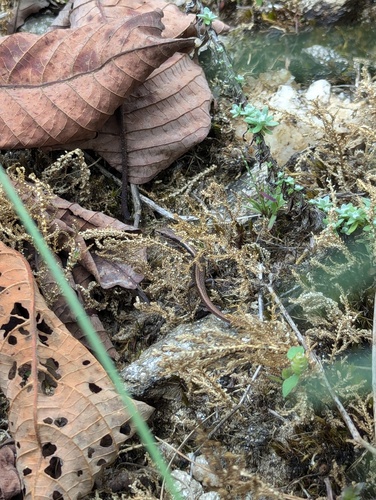 Bronzy-brown Skink, Ablepharus sikimmensis
