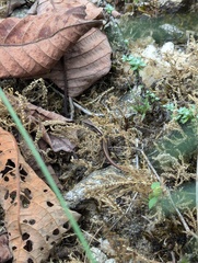 Bronzy-Brown Skink