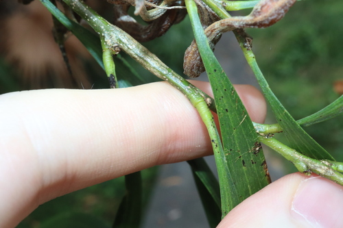 Image of Acacia maidenii by (c) Thomas Mesaglio, some rights reserved (CC BY)