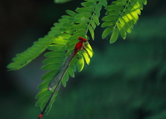 Pseudagrion pilidorsum declaratum