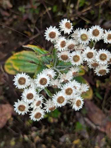 Anaphalis triplinervis, photograph 4