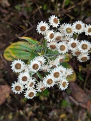 Anaphalis triplinervis, photograph (c) Sagnik Dutta Roy, some rights reserved (CC BY)