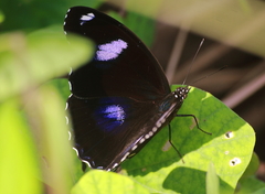 Hypolimnas bolina