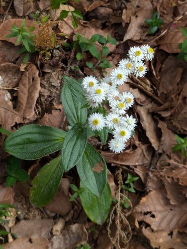 Anaphalis triplinervis, photograph 2