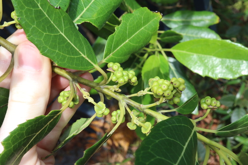 Image of Hedycarya angustifolia by (c) Thomas Mesaglio, some rights reserved (CC BY)