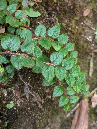 Gaultheria nummularioides, photograph 6