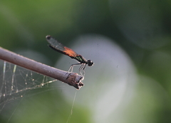 Libellago lineata