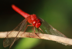 Crocothemis servilia