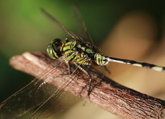 Orthetrum sabina