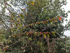 Cotoneaster acuminatus