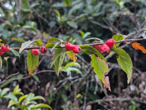 Cotoneaster acuminatus, photograph 1