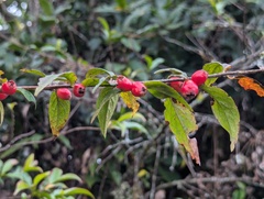 Cotoneaster acuminatus, photograph (c) Sagnik Dutta Roy, some rights reserved (CC BY)
