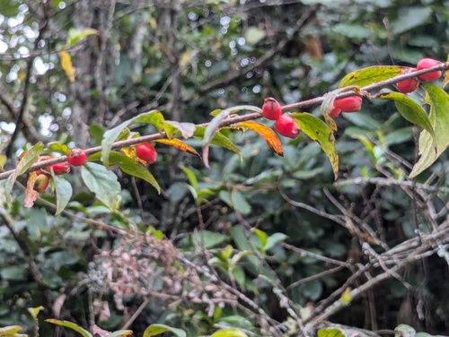 Cotoneaster acuminatus, photograph 2