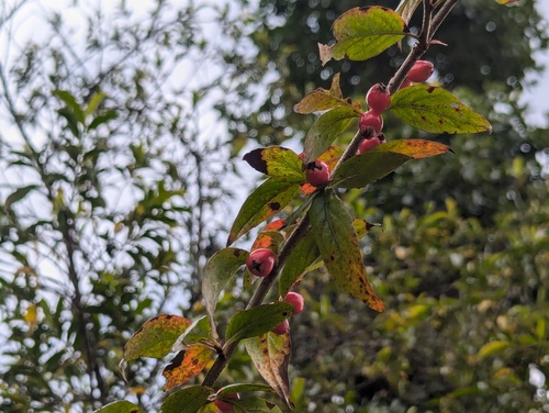 Cotoneaster acuminatus, photograph 3