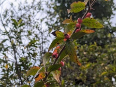 Cotoneaster acuminatus, photograph (c) Sagnik Dutta Roy, some rights reserved (CC BY)