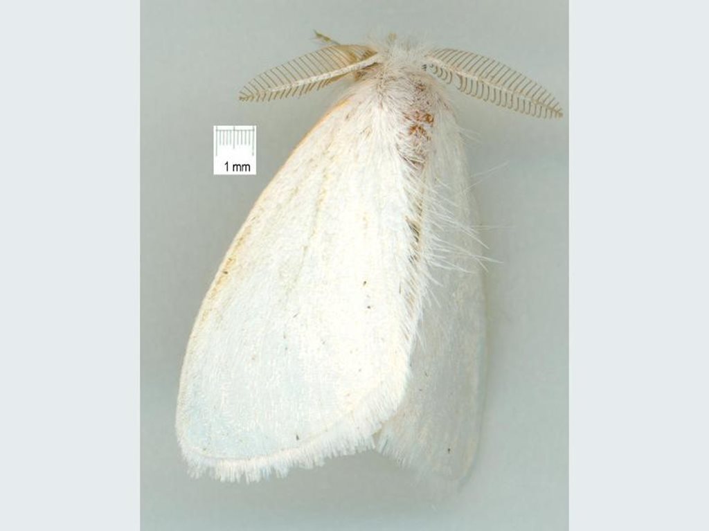 Euproctis aliena