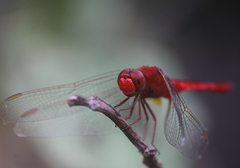 Crocothemis servilia