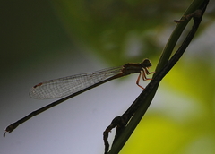 Pseudagrion pilidorsum declaratum
